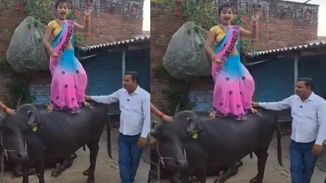 Viral Video: గేదెపై నిలబడి డ్యాన్స్.. ఆగని రీల్స్ పిచ్చి.. చివరికి నెటిజన్ల ఆగ్రహం Viral Video: గేదెపై నిలబడి డ్యాన్స్.. ఆగని రీల్స్ పిచ్చి.. చివరికి నెటిజన్ల ఆగ్రహం