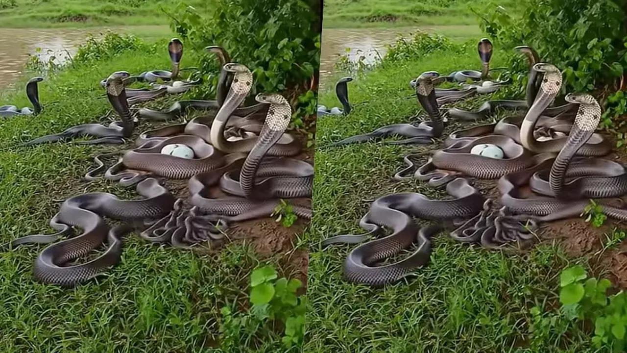 Snake Video: వామ్మో..! వందలాది నాగుపాములు ఒకే చోట – వైరల్ అవుతున్న వీడియో