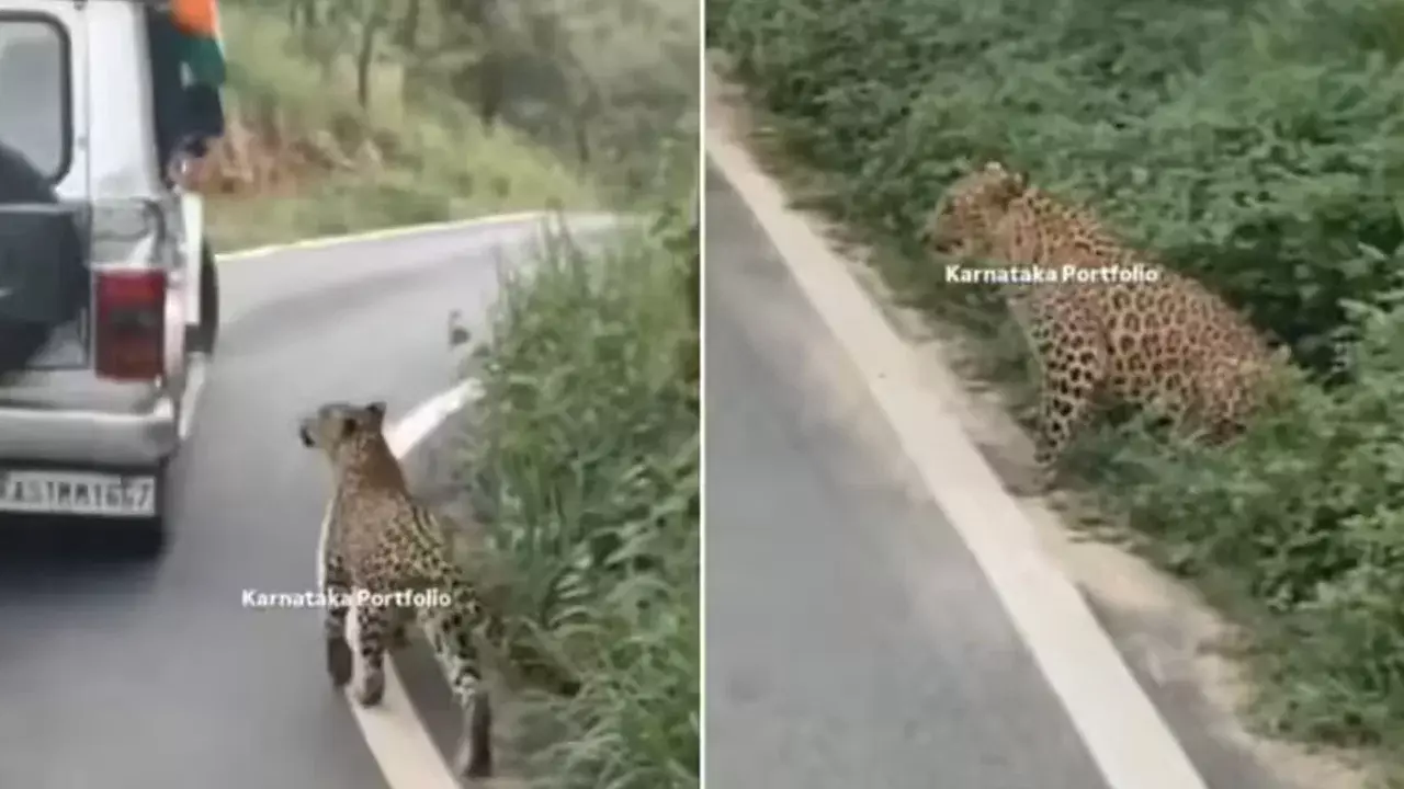 Viral Video: జంగిల్‌ సఫారీలో షాకింగ్ సీన్‌.. 13 ఏళ్ల బాలుడిపై చిరుత దాడి!