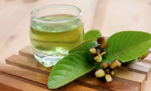 Guava Leaf Tea A Powerhouse of Health Benefits Guava Leaf Tea A Powerhouse of Health Benefits