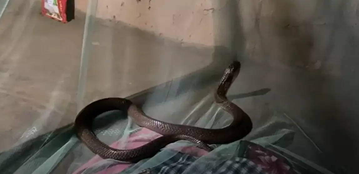 నిద్రలో ఉన్న వ్యక్తి మంచంపైకి ఎక్కిన నాగుపాము.. షాక్కు గురైన కుటుంబం! నిద్రలో ఉన్న వ్యక్తి మంచంపైకి ఎక్కిన నాగుపాము.. షాక్కు గురైన కుటుంబం!