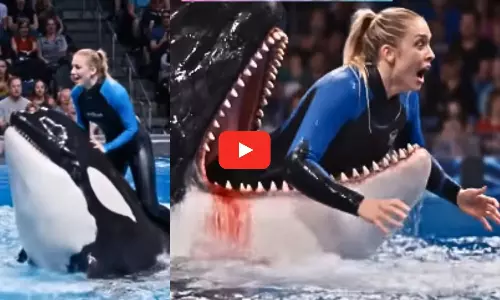 Orca Whale Attacks Woman Viral Video Truth or Fake Orca Whale Attacks Woman Viral Video Truth or Fake