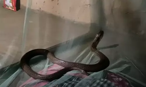 నిద్రలో ఉన్న వ్యక్తి మంచంపైకి ఎక్కిన నాగుపాము.. షాక్‌కు గురైన కుటుంబం!