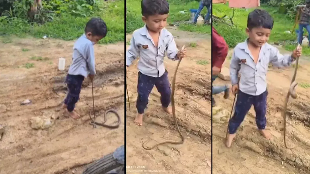 Viral Video:  చిన్నారి చేతిలోనే కోబ్రా.. భయపడకుండా ఆడుకుంటున్న వీడియో ట్రెండ్ అవుతోంది