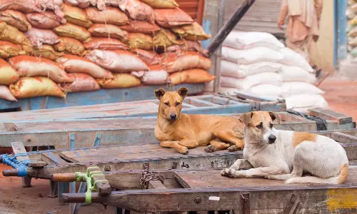 వీధి కుక్కలపై సుప్రీంకోర్టు కీలక తీర్పు: స్టెరిలైజేషన్‌ చేసి విడిచిపెట్టాలి, రోడ్లపై ఆహారం పెట్టకూడదు