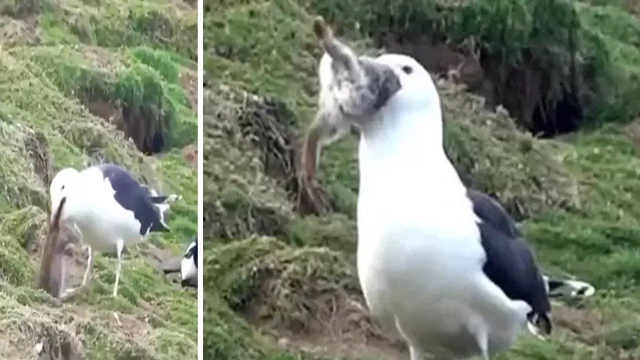 Viral Video: కుందేలును సజీవంగా మింగేసిన సీగల్.. నెటిజన్లు షాక్