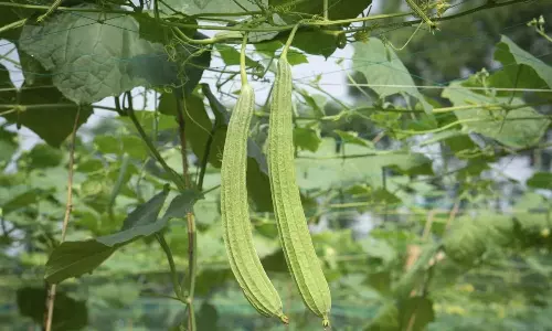 This One Vegetable Can Detox Your Liver Health Benefits of Ridge Gourd