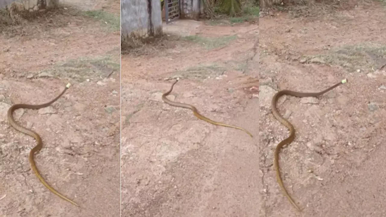Snake Viral Video: తలపై నాగమణి తో ఊర్లోకి వచ్చిన నాగుపాము.. దగ్గరగా చూసేసరికి నిజం తెలిసి బిత్తరపోయిన ప్రజలు..!