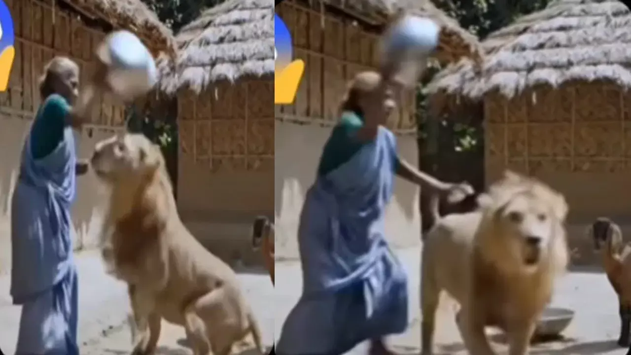 Viral Video: ఒక చేత్తోనే సింహాన్ని తరిమికొట్టిన అమ్మమ్మ..! తన మేకను ఎలా కాపాడుకుందో చూడండి