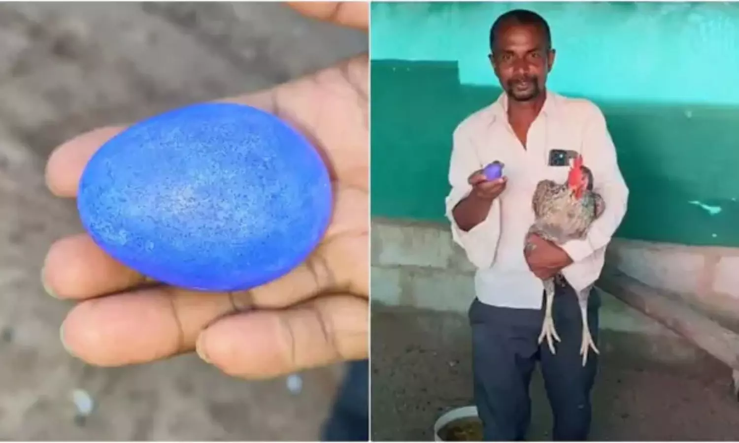 Blue Egg: అరుదైన కోడి గుడ్డు.. దీని ప్రత్యేకత ఏమిటో తెలుసా!