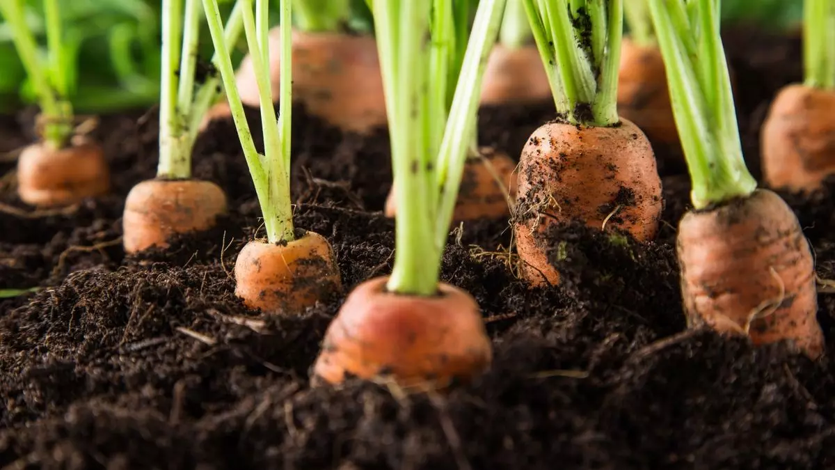 Farming Tips: క్యారెట్లు మార్కెట్లో కొనకుండా ఇంటి దగ్గరే సులభంగా పెంచుకోండి! Farming Tips: క్యారెట్లు మార్కెట్లో కొనకుండా ఇంటి దగ్గరే సులభంగా పెంచుకోండి!