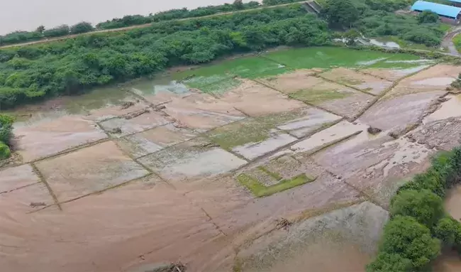 Heavy Rains: భారీ వర్షాలు.. తెలంగాణలో లక్షల ఎకరాల్లో పంటలు దెబ్బతిన్నాయ్