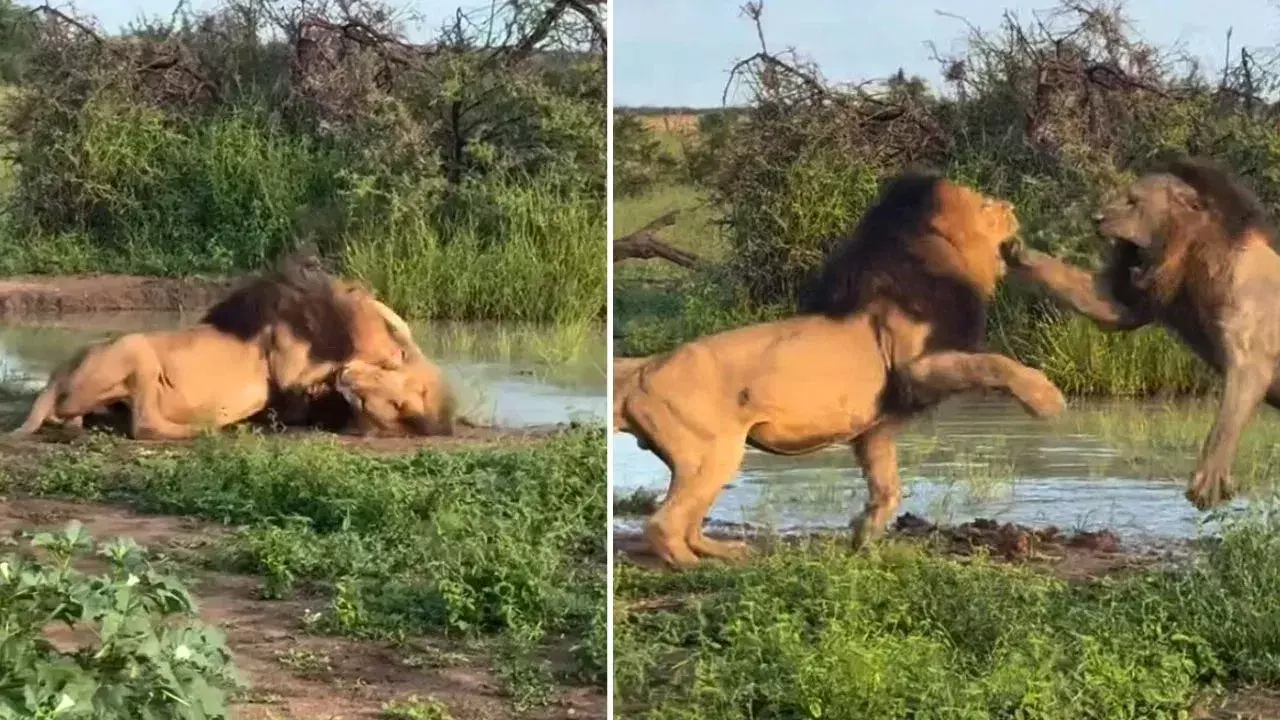 Viral Video: అడవిని దద్దరిల్లించిన రెండు సింహాల భీకర పోరాటం! Viral Video: అడవిని దద్దరిల్లించిన రెండు సింహాల భీకర పోరాటం!