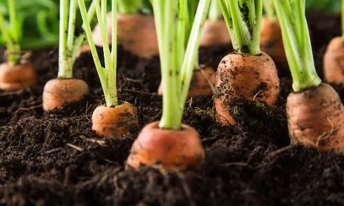 Farming Tips: క్యారెట్లు మార్కెట్లో కొనకుండా ఇంటి దగ్గరే సులభంగా పెంచుకోండి! Farming Tips: క్యారెట్లు మార్కెట్లో కొనకుండా ఇంటి దగ్గరే సులభంగా పెంచుకోండి!