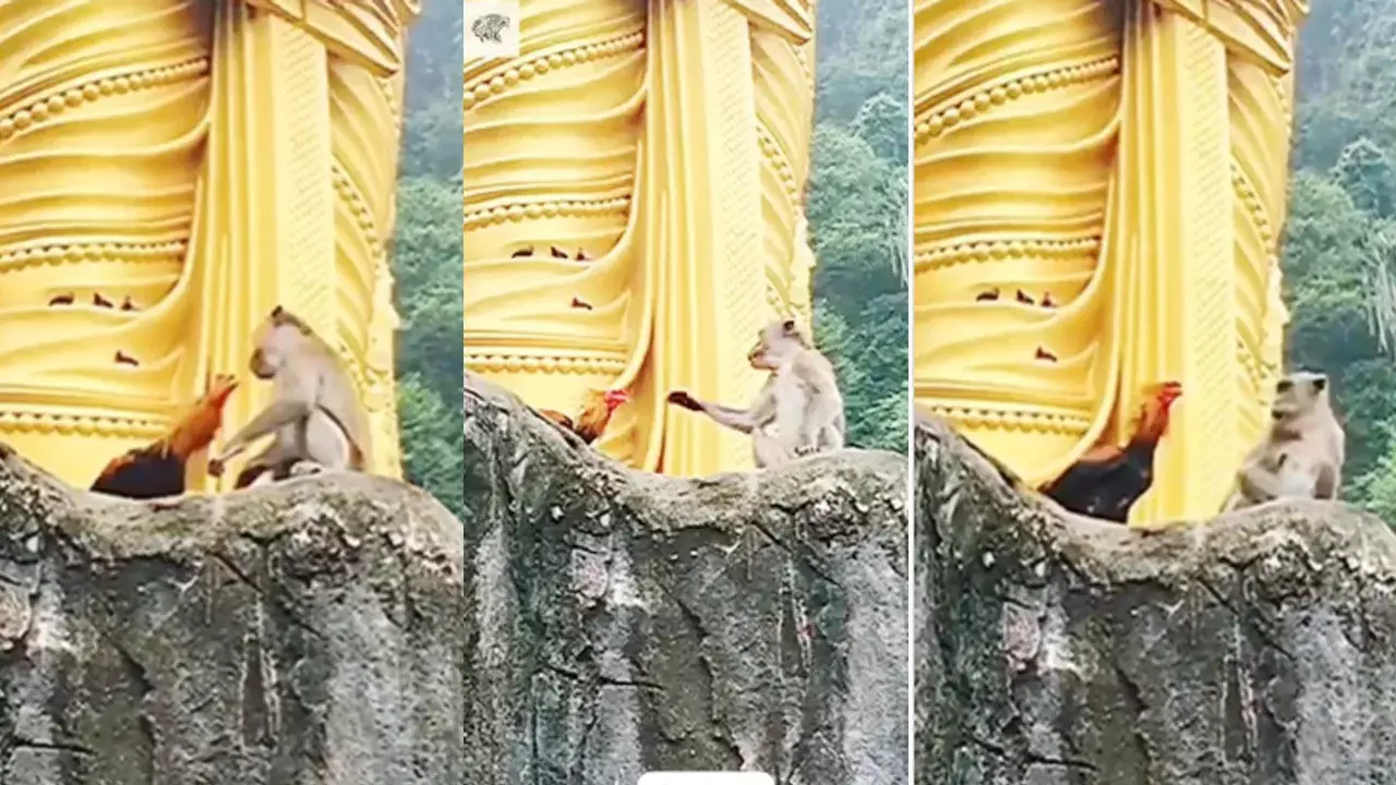 Viral Video: కోడిపుంజు కుట్ర.. కొండపై నుంచి కోతిని తోసేయాలనే ప్లాన్.. కానీ రివర్స్లో కామెడీ టర్న్..! Viral Video: కోడిపుంజు కుట్ర.. కొండపై నుంచి కోతిని తోసేయాలనే ప్లాన్.. కానీ రివర్స్లో కామెడీ టర్న్..!