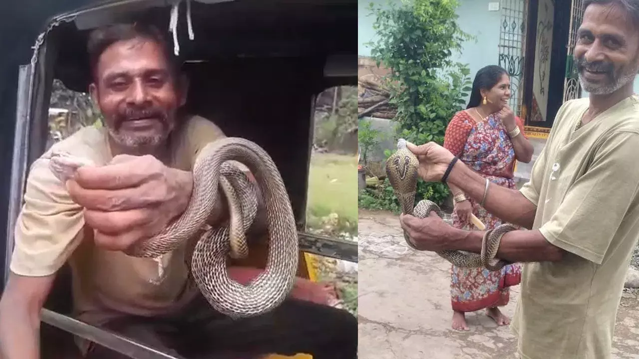 Watch: కోళ్లపై దాడి చేసి గుడ్లు మింగిన కోడెనాగు.. చివరికి నాగమ్మ పరిస్థితి ఇలా మారింది..! Watch: కోళ్లపై దాడి చేసి గుడ్లు మింగిన కోడెనాగు.. చివరికి నాగమ్మ పరిస్థితి ఇలా మారింది..!