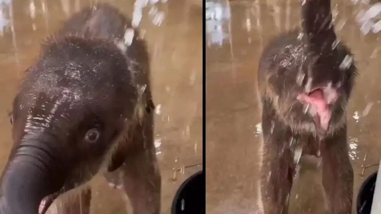 Viral Video: పుట్టిన తర్వాత తొలిసారి నీటిలోకి దిగిన పిల్ల ఏనుగు.. చూసినవాళ్లు ఫిదా..! Viral Video: పుట్టిన తర్వాత తొలిసారి నీటిలోకి దిగిన పిల్ల ఏనుగు.. చూసినవాళ్లు ఫిదా..!