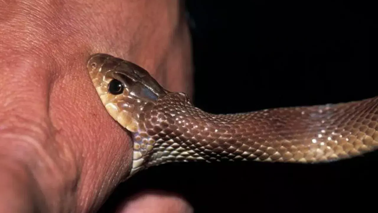 Snakes: చనిపోయిన పాములు కూడా కాటు వేస్తాయా? శాస్త్రవేత్తల పరిశోధనలో బయటపడిన ఆశ్చర్యకరమైన నిజం Snakes: చనిపోయిన పాములు కూడా కాటు వేస్తాయా? శాస్త్రవేత్తల పరిశోధనలో బయటపడిన ఆశ్చర్యకరమైన నిజం