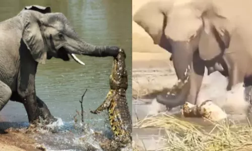 Viral Video: ఎంత ధైర్యం.. నా జోలికే వస్తావా..?.. నీటిలో మొసలిని తొక్కి నార తీసిన ఏనుగు..!