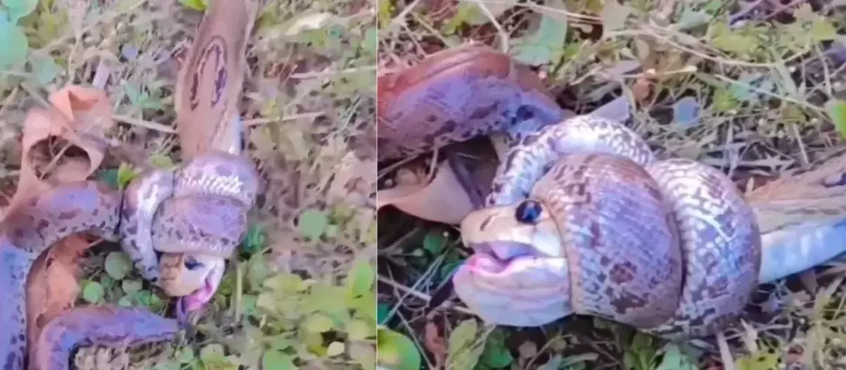 Viral Video:  నాగుపాము–కొండచిలువల భీకర పోరు
