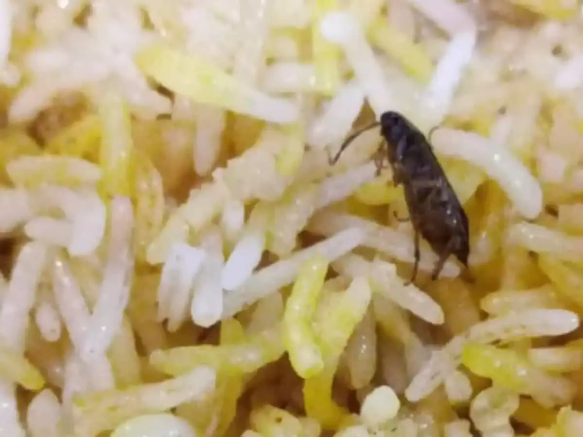 Cockroach in Biryani:  అరేబియన్ మండి రెస్టారెంట్‌లో బిర్యానిలో బొద్దింక