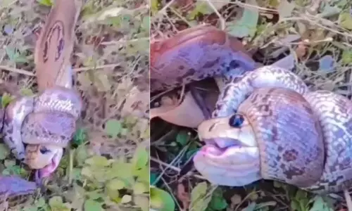 Viral Video:  నాగుపాము–కొండచిలువల భీకర పోరు