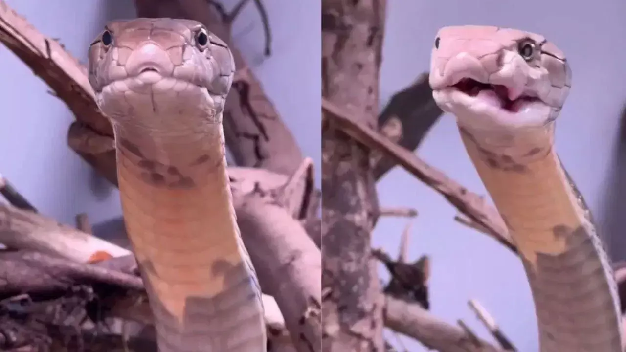 Viral Video: తిన్నది జీర్ణం చేసుకోవడానికి కింగ్ కోబ్రా చేసిన వింత పనికి నెటిజన్ల షాక్