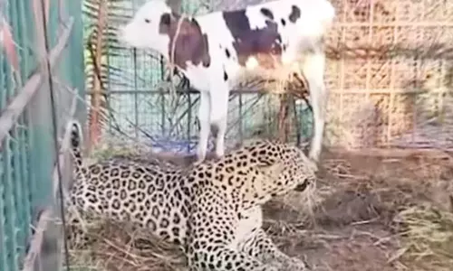 Unusual Sighting Leopard Sits Calmly with Calf in Trap in Mysuru Forest Officials Surprised