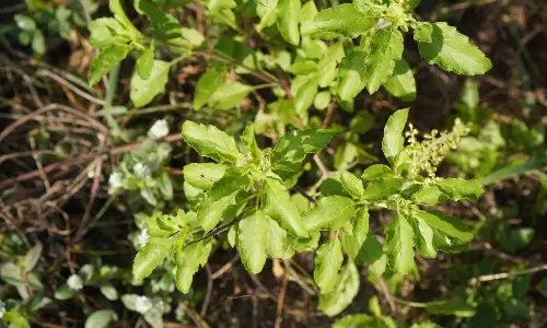 Tulsi Stems : తులసి ఆకులతో పాటు.. దాని కాడల్లో కూడా అద్భుత ప్రయోజనాలు ఉన్నాయా? Tulsi Stems : తులసి ఆకులతో పాటు.. దాని కాడల్లో కూడా అద్భుత ప్రయోజనాలు ఉన్నాయా?