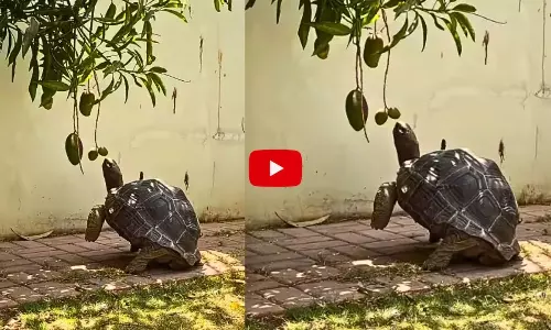 Viral Video: వావ్.. ఎంత ముద్దుగా ఉందో ఈ తాబేలు.. ఏం చూస్తుందో ఈ వీడియోలో చూడండి..!