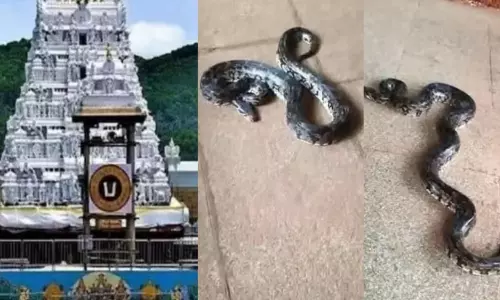 Viral Video: వామ్మో.. తిరుమల మెట్ల మార్గంలో భారీ కొండ చిలువ.. షాకింగ్ వీడియో..! Viral Video: వామ్మో.. తిరుమల మెట్ల మార్గంలో భారీ కొండ చిలువ.. షాకింగ్ వీడియో..!