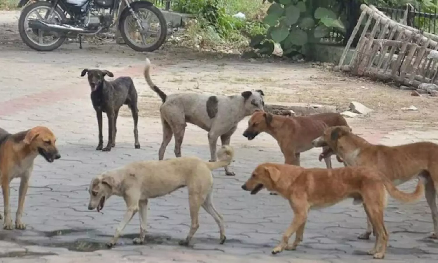 రాజన్న సిరిసిల్ల జిల్లాలో కుక్కల స్వైరవిహారం.. దొరికిన వారిని దొరికినట్లు కరుస్తున్న కుక్కలు రాజన్న సిరిసిల్ల జిల్లాలో కుక్కల స్వైరవిహారం.. దొరికిన వారిని దొరికినట్లు కరుస్తున్న కుక్కలు