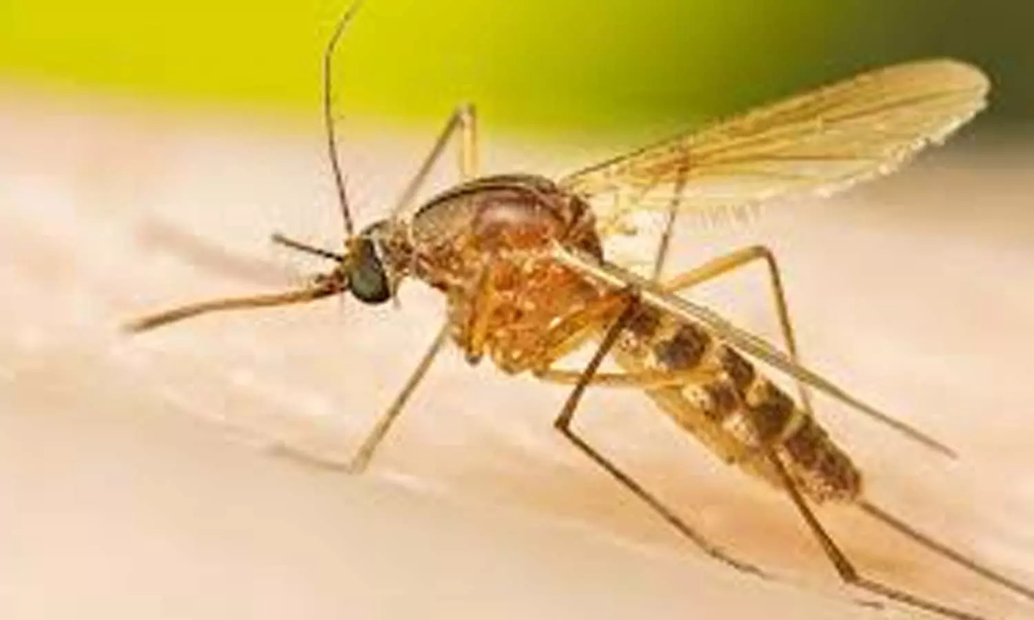 Do Dengue and Viral Fever Affect the Heart? Experts Explain