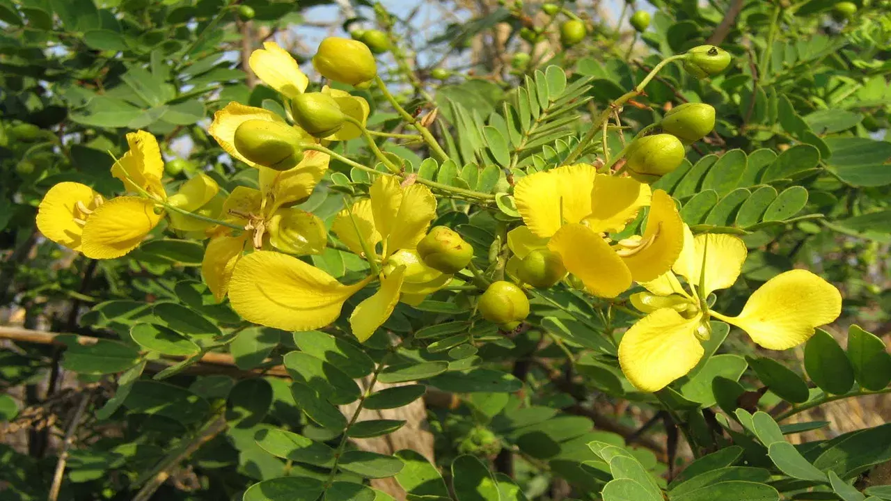 Bathukamma: తంగేడు....కనుమరుగవుతోందా?