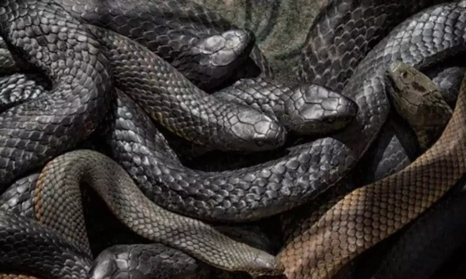 Snakes Sleep