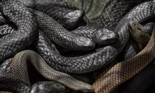 Snakes Sleep Snakes Sleep