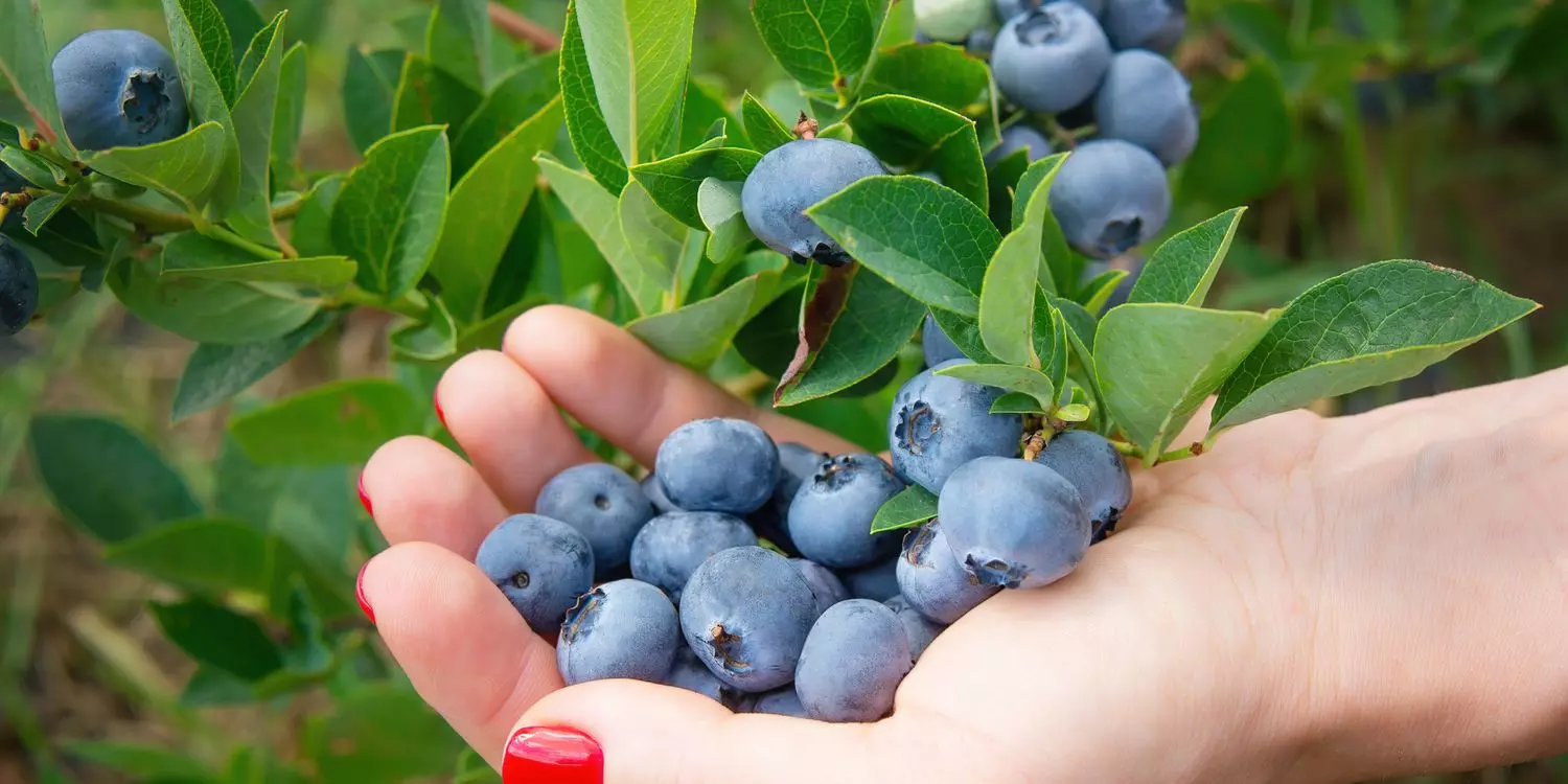 Blueberries: ఎందుకు అతి ఖరీదైనవి? ధర వెనుక అసలు కారణాలు