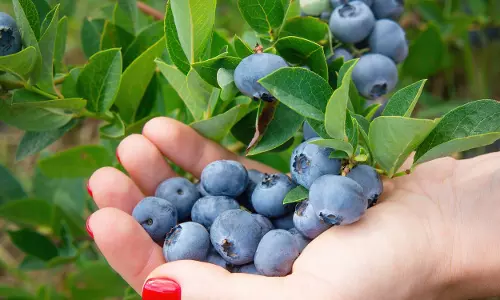 Blueberries: ఎందుకు అతి ఖరీదైనవి? ధర వెనుక అసలు కారణాలు