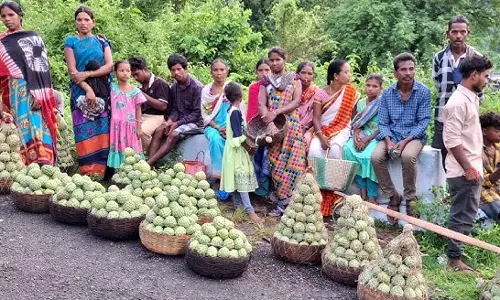 Custard Apple: ఆదిలాబాద్ జిల్లాలో ఆకట్టుకుంటున్న సీతాఫలాలు