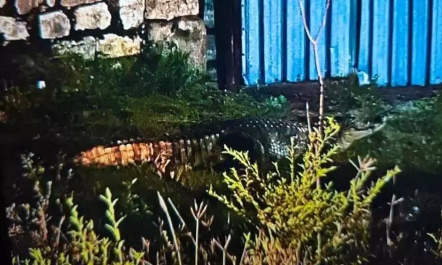 Crocodile: అబ్దుల్లాపూర్ మెట్‌లో మొసలి కలకలం