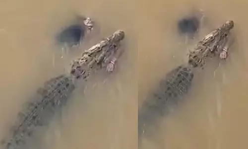 Viral Video: నదిలోకి మహిళను లాక్కెళ్లిన మొసలి.. వైరల్ అవుతున్న వీడియో.. Viral Video: నదిలోకి మహిళను లాక్కెళ్లిన మొసలి.. వైరల్ అవుతున్న వీడియో..