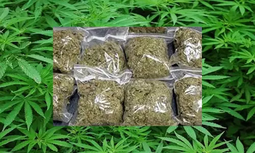 భద్రాద్రి కొత్తగూడెం జిల్లా పాల్వంచలో గంజాయి ముఠా గుట్టురట్టు