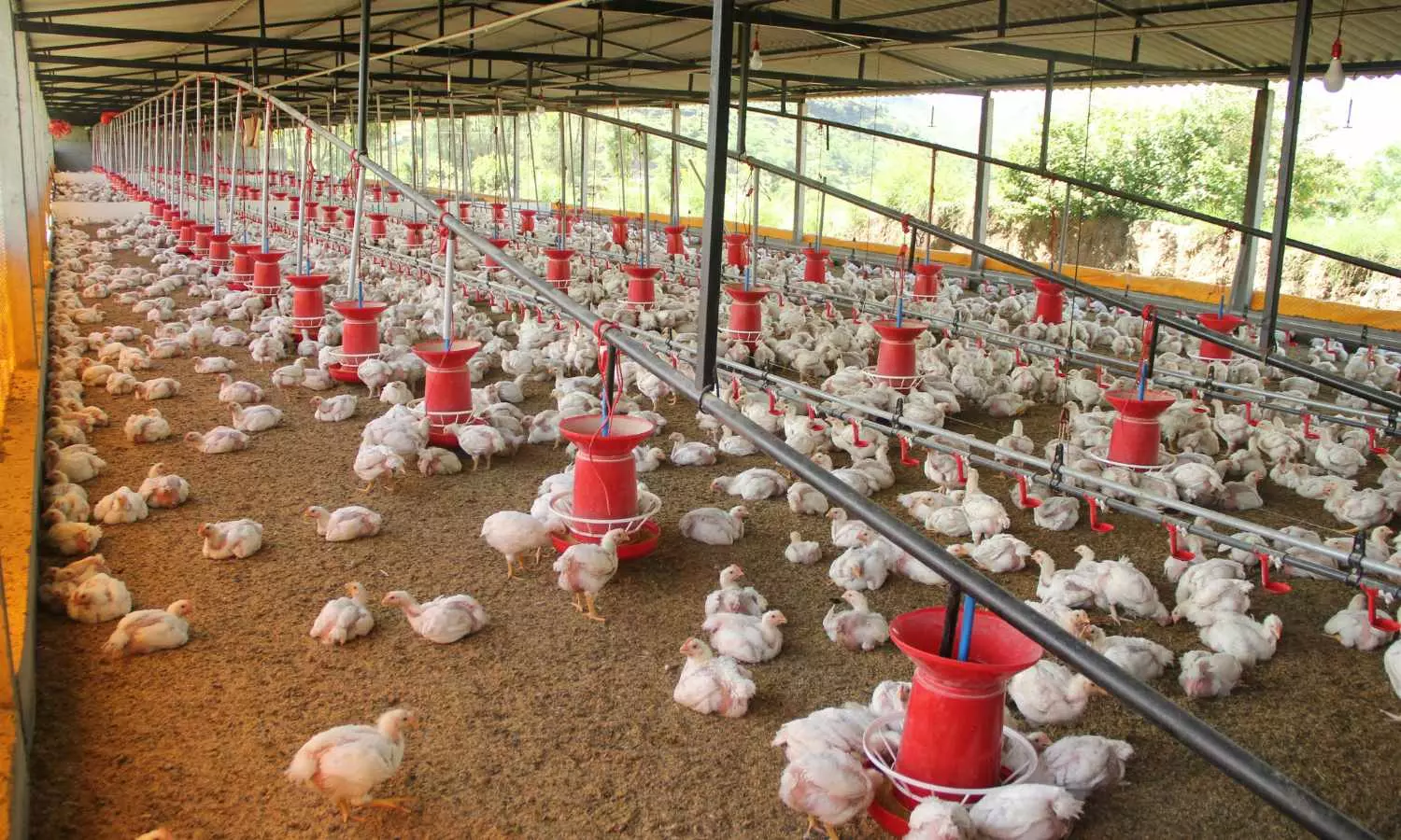 ఏపీలో చికెన్ షాపులకు కొత్త రూల్స్..! లైసెన్స్ తప్పనిసరి – ప్రతి దుకాణం రికార్డ్లోకి! ఏపీలో చికెన్ షాపులకు కొత్త రూల్స్..! లైసెన్స్ తప్పనిసరి – ప్రతి దుకాణం రికార్డ్లోకి!