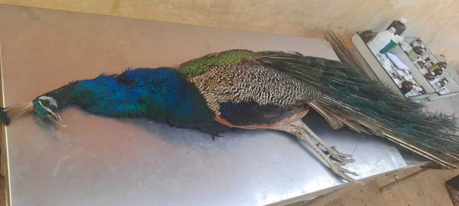 Wanaparthy: వనపర్తి నెమళ్లు.. అడవికి చేరిన రెండూ, ఒకటి కోల్పోయాం Wanaparthy: వనపర్తి నెమళ్లు.. అడవికి చేరిన రెండూ, ఒకటి కోల్పోయాం