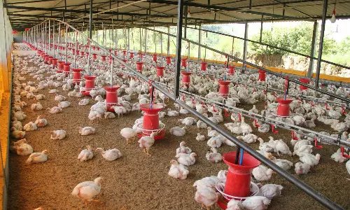 ఏపీలో చికెన్ షాపులకు కొత్త రూల్స్..! లైసెన్స్ తప్పనిసరి – ప్రతి దుకాణం రికార్డ్లోకి! ఏపీలో చికెన్ షాపులకు కొత్త రూల్స్..! లైసెన్స్ తప్పనిసరి – ప్రతి దుకాణం రికార్డ్లోకి!