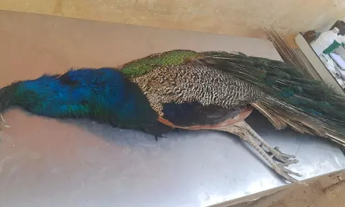 Wanaparthy: వనపర్తి నెమళ్లు.. అడవికి చేరిన రెండూ, ఒకటి కోల్పోయాం