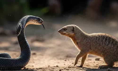 Snake vs Mongoose Snake vs Mongoose
