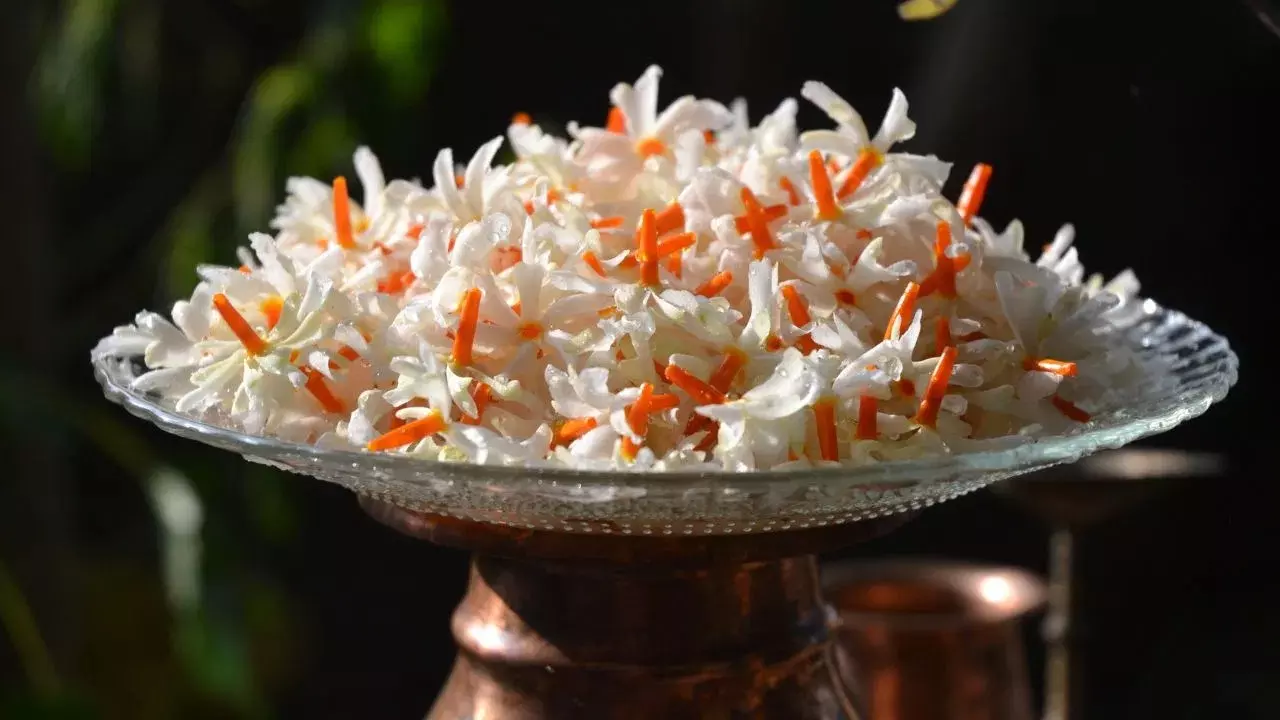 Parijat Flowers : ప్రతి ఇంట్లో తప్పకుండా ఉండాల్సిన మొక్క.. ఈ పువ్వుతో ఒత్తిడికి చెక్