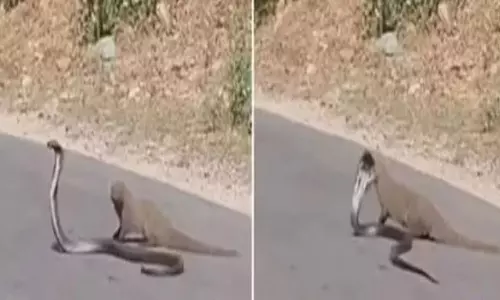 Viral Video: ఈ పాము చాలా లక్కీ.. ముంగిస బారి నుంచి ఎలా బయటపడిందో చూడండి Viral Video: ఈ పాము చాలా లక్కీ.. ముంగిస బారి నుంచి ఎలా బయటపడిందో చూడండి