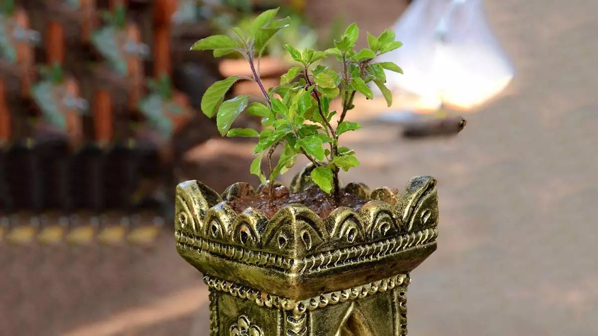 Tulsi Plant Rituals: కార్తీక మాసంలో తులసి పూజతో సంపద వర్షం Tulsi Plant Rituals: కార్తీక మాసంలో తులసి పూజతో సంపద వర్షం